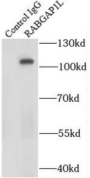 RABGAP1L Rabbit Polyclonal Antibody