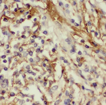 RABL2B Rabbit Polyclonal Antibody