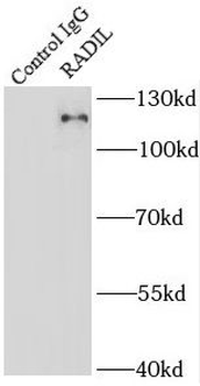 RADIL Rabbit Polyclonal Antibody