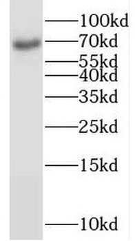 RANBP10 Antibody