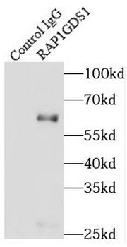 RAP1GDS1 Rabbit Polyclonal Antibody