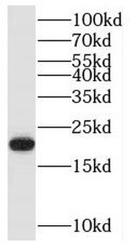 RAP2A Antibody