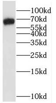 RAPH1 Antibody