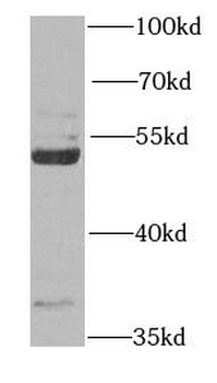 RAPSN Antibody