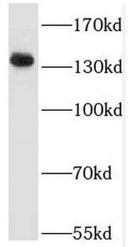 RPTOR Antibody