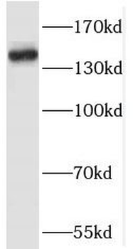 RASAL2 Antibody