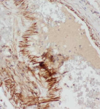 RASIP1 Rabbit Polyclonal Antibody