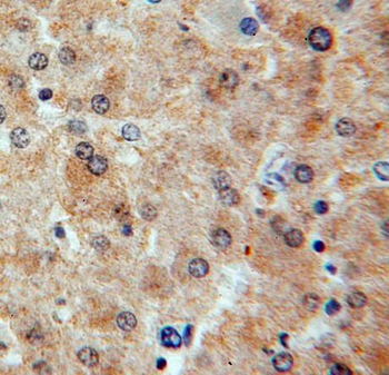 RASSF4 Rabbit Polyclonal Antibody