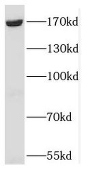 SCAF8 Antibody