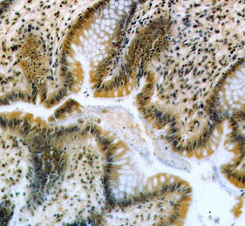 RBM19 Rabbit Polyclonal Antibody