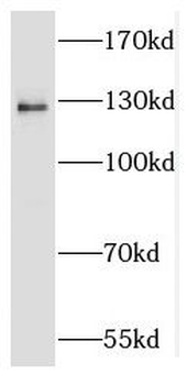 RBM26 Antibody