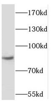 RBM28 Antibody