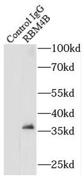 RBM4B Rabbit Polyclonal Antibody