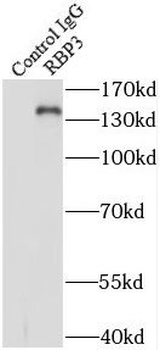 RBP3 Rabbit Polyclonal Antibody