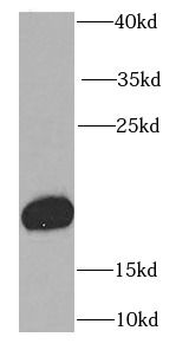 RBP4 Antibody