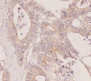 RBP7 Rabbit Polyclonal Antibody