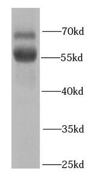 RBPJ Antibody