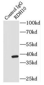 RDH10 Rabbit Polyclonal Antibody