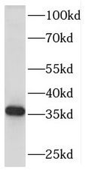 RDH13 Antibody