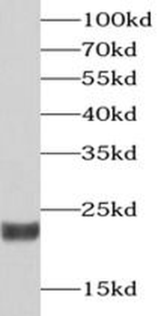 RCVRN Antibody
