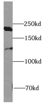 REST Antibody