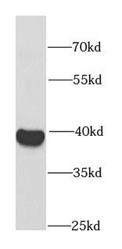 RFC4 Antibody