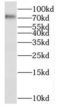 RFX3 Antibody