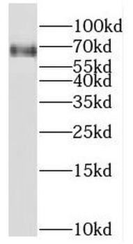 RFX5 Antibody