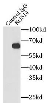 RGS14 Rabbit Polyclonal Antibody