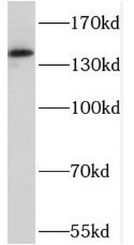 RGS3 Antibody