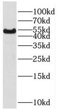 RHCG Antibody