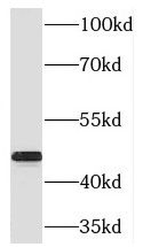 RIMKLB Antibody
