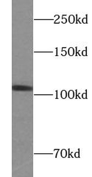 RIN3 Antibody