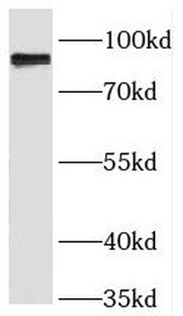 RINT1 Antibody