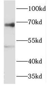 RIPK2 Antibody
