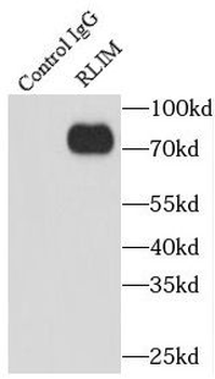 RLIM Rabbit Polyclonal Antibody