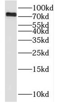 RMI1 Antibody