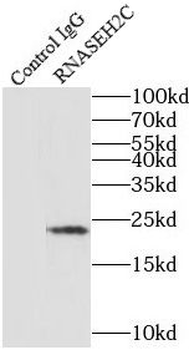 RNASEH2C Rabbit Polyclonal Antibody