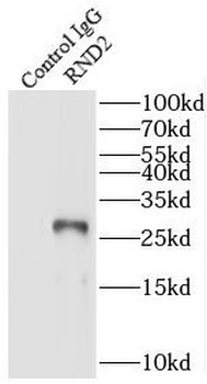RND2 Rabbit Polyclonal Antibody