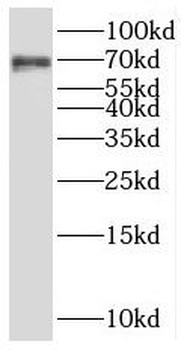RNF168 Antibody