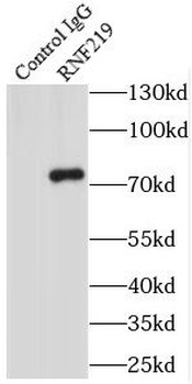 OBI1 Rabbit Polyclonal Antibody
