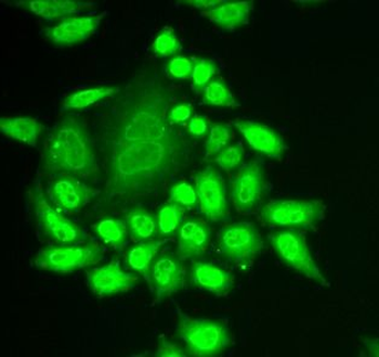 RNF40 Rabbit Polyclonal Antibody