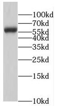 RNF8 Antibody