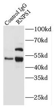 RNPS1 Rabbit Polyclonal Antibody