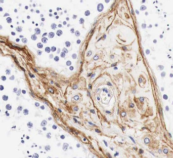 ROPN1L Rabbit Polyclonal Antibody