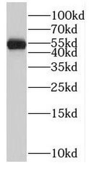 RORB Antibody