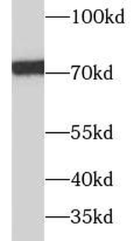 RPA1 Antibody