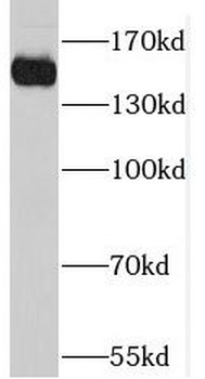 RPAP1 Antibody