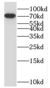 RPAP2 Antibody