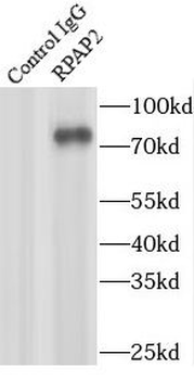 RPAP2 Rabbit Polyclonal Antibody